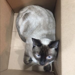 Meet your Posher, Dawn